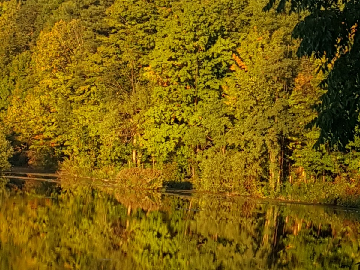 Love and Wonders of Psychotic Love with Food